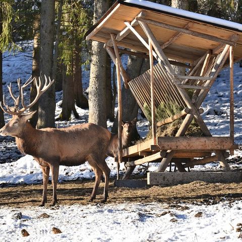 Hirsch an der Futterkrippe bei der Hirschfütterung am Bannwaldsee Hirsch an der Futterkrippe bei der Hirschfütterung am Bannwaldsee bei Schwangau im Ostallgäu.