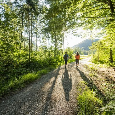 Morgenstimmung beim Wandern im Schwanseepark Morgenstimmung beim Wandern im Schwanseepark bei Schwangau im Ostallgäu.