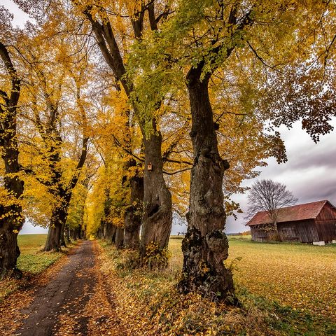 Herbstlaub an der Lindenallee bei Marktoberdorf Herbststimmung und Herbstlaub an der Lindenallee bei Marktoberdorf im Ostallgäu.