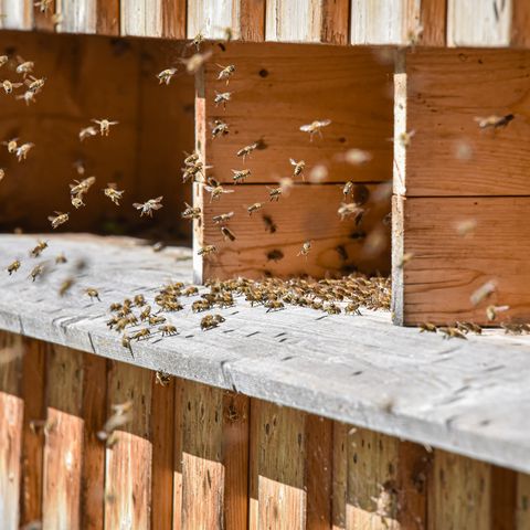 Bienenstock mit fleißigen Bienen in Seeg Bienenstock mit fleißigen Bienen im Honigdorf Seeg im Ostallgäu.