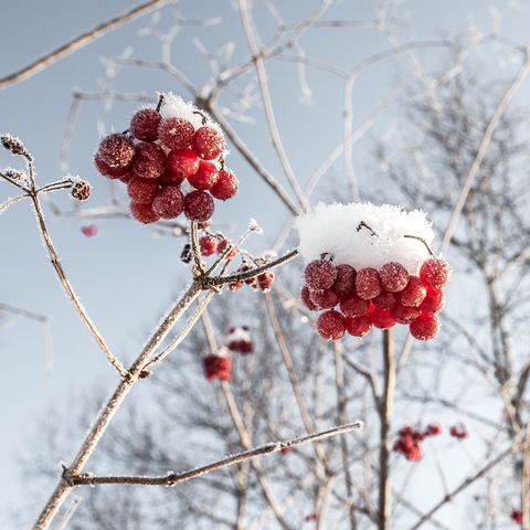 Gefrorene Beeren mit Eiskristallen Gefrorene Beeren mit Eiskristallen in der Landschaft des Ostallgäus.