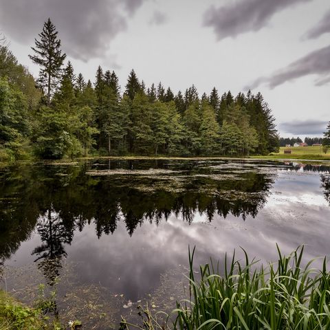 Idylischer Weiher bei Wald Idylischer Weiher bei Wald im Ostallgäu.