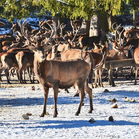 Hirsche bei der Hirschfütterung am Bannwaldsee Hirsche bei der Hirschfütterung am Bannwaldsee bei Schwangau im Ostallgäu.