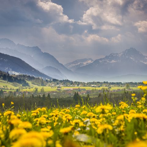 Löwenzahnwiesen rund um Halblech Leuchtend gelb blühende Löwenzahnwiesen rund um Halblech im Ostallgäu mit Blick auf die Ammergauer Alpen.
