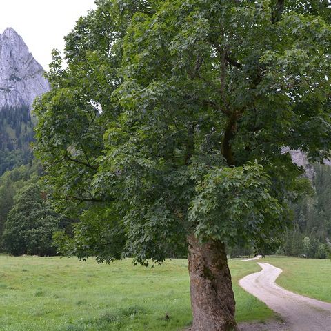 Ausblick auf den Geißelstein Baum mit Ausblick auf den Geißelstein in den Ammergauer Alpen bei Halblech im Ostallgäu.
