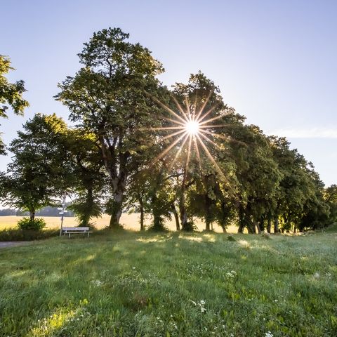 Kurfürstenallee bei Marktoberdorf Sonnenuntergang an der Kurfürstenallee bei Marktoberdorf im Ostallgäu.