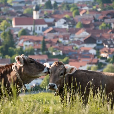 Weidevieh vor der Kulisse von Roßhaupten Weidevieh vor der Kulisse von Roßhaupten im Ostallgäu.