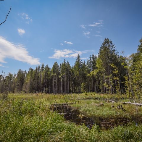 Premer Filz am Moorerlebnispfad bei Prem am Lech. Premer Filz am Moorerlebnispfad bei Prem am Lech.