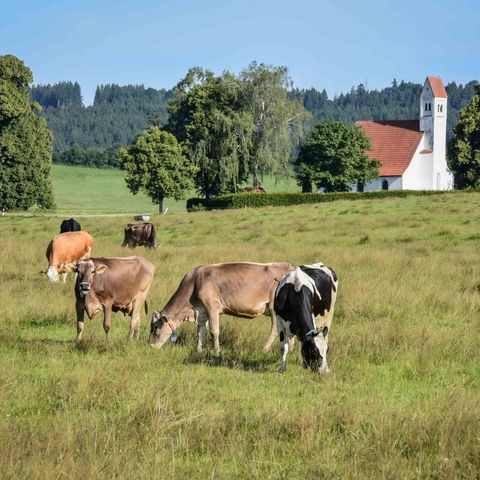 Kühe auf der Weide bei Ruderatshofen Kühe beim grasen auf der Weide bei Ruderatshofen im Ostallgäu.