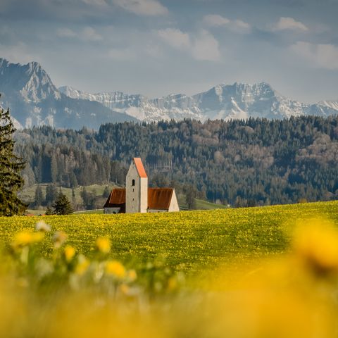 Löwenzahnwiese mit Blick auf die Kirche St. Anna bei Seeg Löwenzahnwiese mit Blick auf die Kirche St. Anna und die Allgäuer Alpen bei Seeg im Ostallgäu.