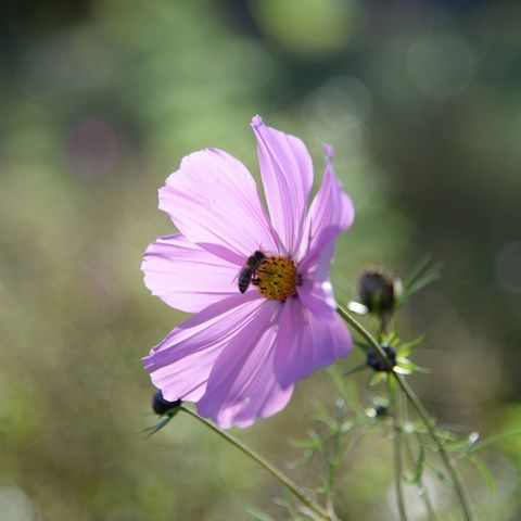 Schmuckkörbchen mit Biene in Seeg Blüte eines Schmuckkörbchen mit Biene im Honigdorf Seeg im Ostallgäu.