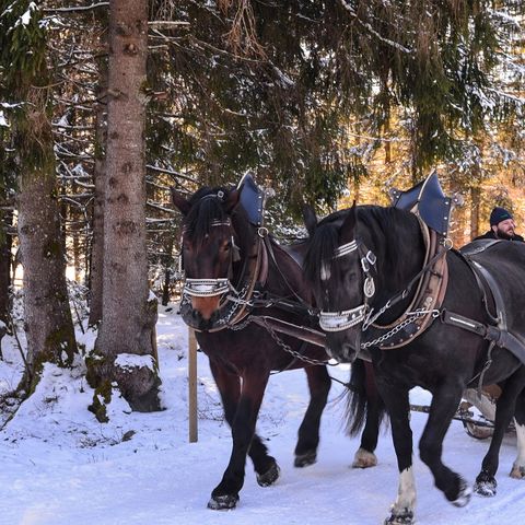 Pferdeschlittenfahrt zur Hirschfütterung am Bannwaldsee Winterliche Pferdeschlittenfahrt zur Hirschfütterung am Bannwaldsee bei Schwangau im Ostallgäu.