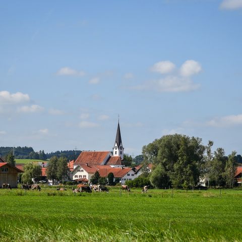 Weide mit grasenden Kühen bei Aitrang Weide mit grasenden Kühen bei Aitrang im Ostallgäu.
